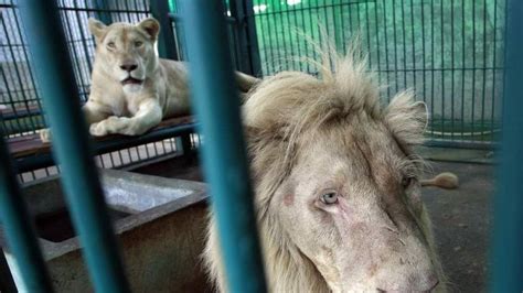 Fourteen Rare Albino Lions Found In House Raid World News Sky News
