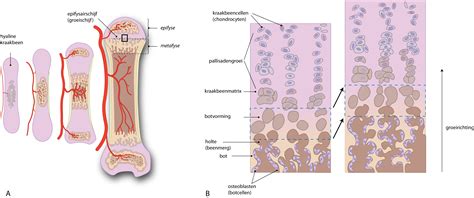 Slagter Drawing Endochondral Ossification Bone Formation Dutch