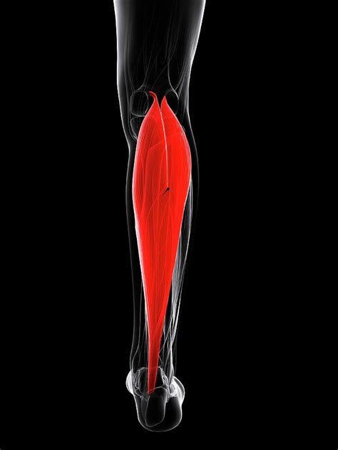 Calf Muscle Photograph By Scieproscience Photo Library Fine Art America