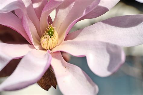 Tulip Tree Flower Macrophotograph Taken On The Uic Campus Brian Kay Flickr