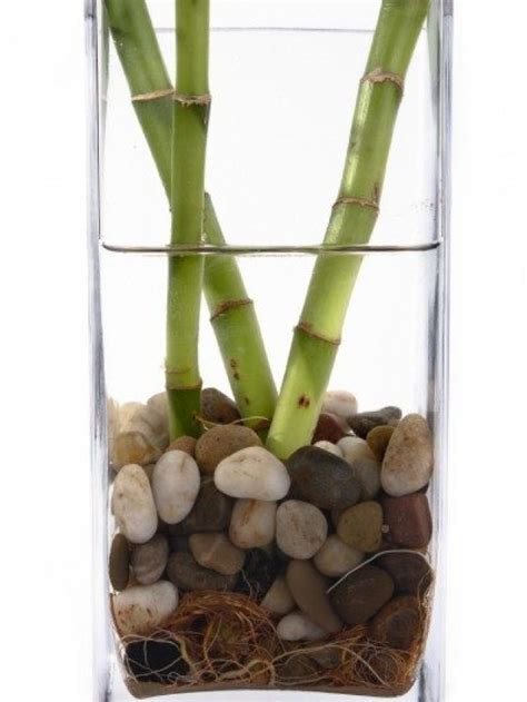 How To Repot Lucky Bamboo In Rocks My Lucky Bamboo