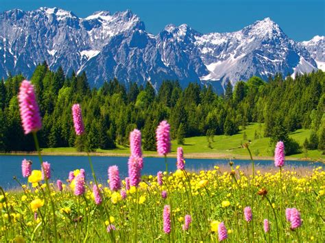 Alps Flowers Wallpapers Top Free Alps Flowers Backgrounds