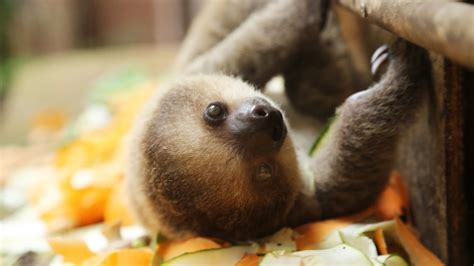 Cute Baby Sloth At Feeding Time Youtube