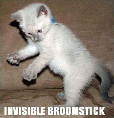 Cats Doing Invisible Things