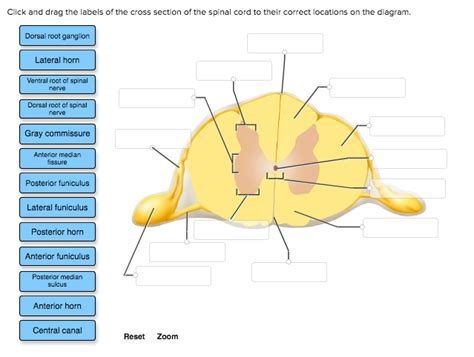 Cross section spinal cord diagram labeled. Solved: Click And Drag The Labels Of The Cross Section Of ...