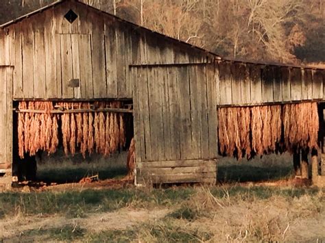 Tobacco Barn In Fall Jabez Ky Farm Pictures My Old Kentucky Home