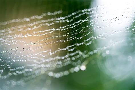 Free Images Nature Drop Dew Sunlight Leaf Wave Flower Pond