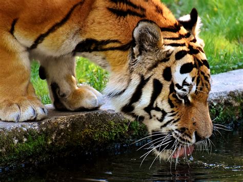 Desktop Wallpaper Tiger Predator Drinking Water 4k Hd Image Picture Background 248dc7