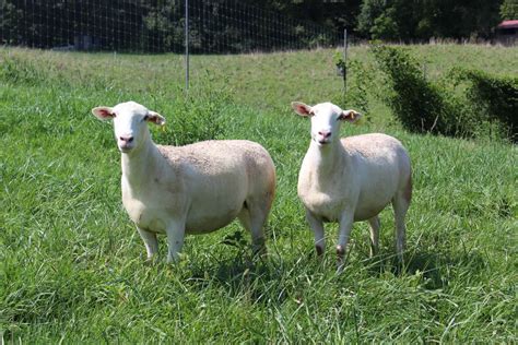 White Dorper Sheep Biltmore Livestock Asheville North Carolina