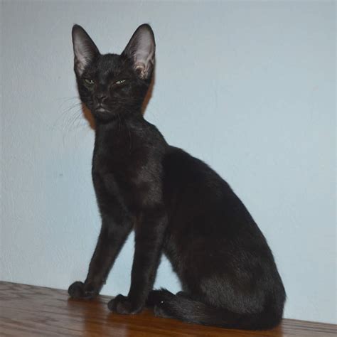 Savannahcat.com is the official website for savannah cat breed. F6 Savannah Kittens for Sale Amanukatz Savannah Cats Ohio ...
