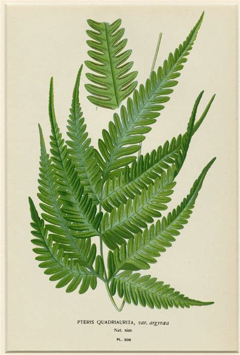 So happy with them and would recommend. Matted Antique Botanical Print Fern | Fern prints, Antique ...