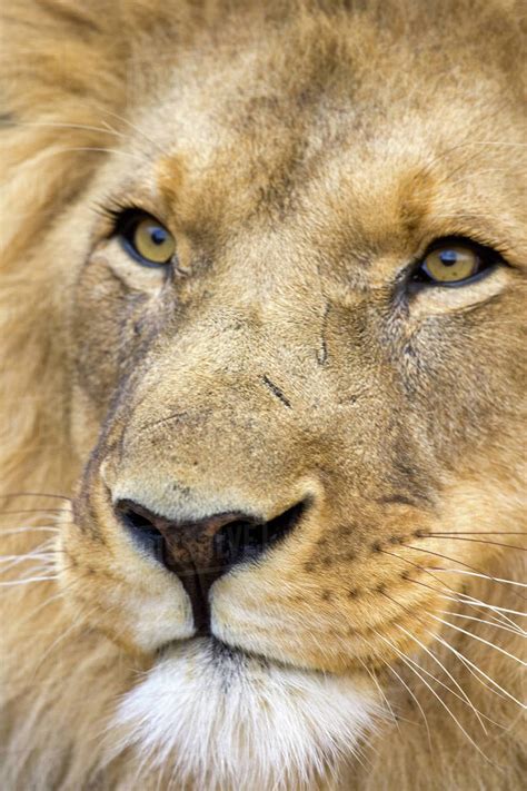 Namibia Africa Male Lion Panthera Leo Face At Africat Project