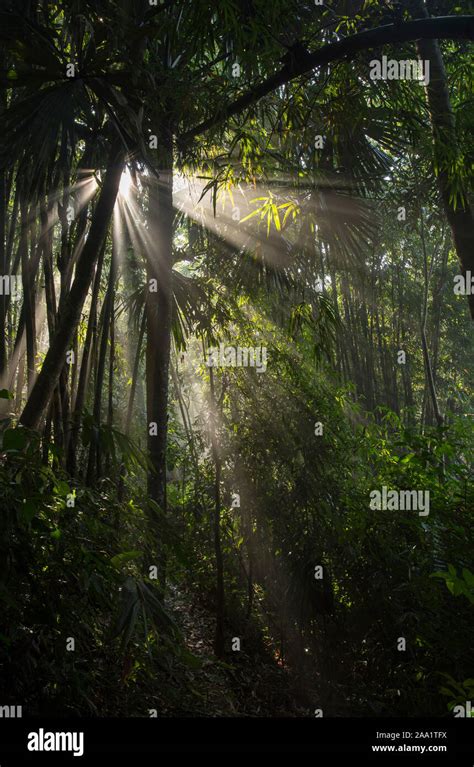Sunlight And Mist In Lush Tropical Rainforest In Kaeng Krachan National
