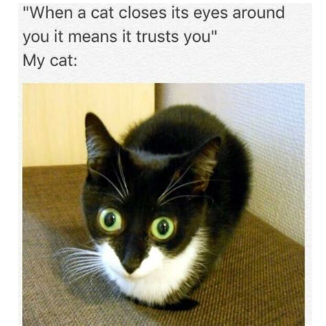 22 Cat Memes Crush Cute Cat Memes Funny Cat Memes Funniest Cat Memes