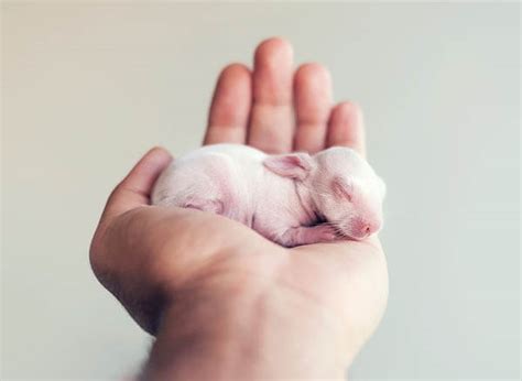 Adorable Photos Of Newborn Baby Bunny By Ashraful Arefin Design Swan
