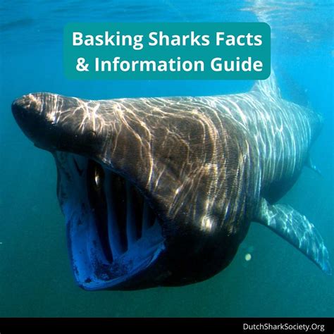 Basking Sharks Facts And Information Guide Dutch Shark Society