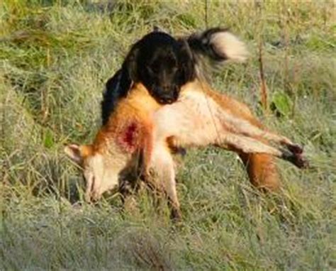 Was wiegt ein großer münsterländer? Das Jagdhundewesen bei den Hessenjägern Kassel ...