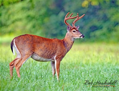 Whitetail Deer Pics Canon Community