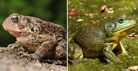 Whats The Difference Frog Vs Toad Forest Preserve District Of Will