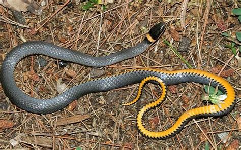 Snake Yellow Ring Around Neck Australia Jursip