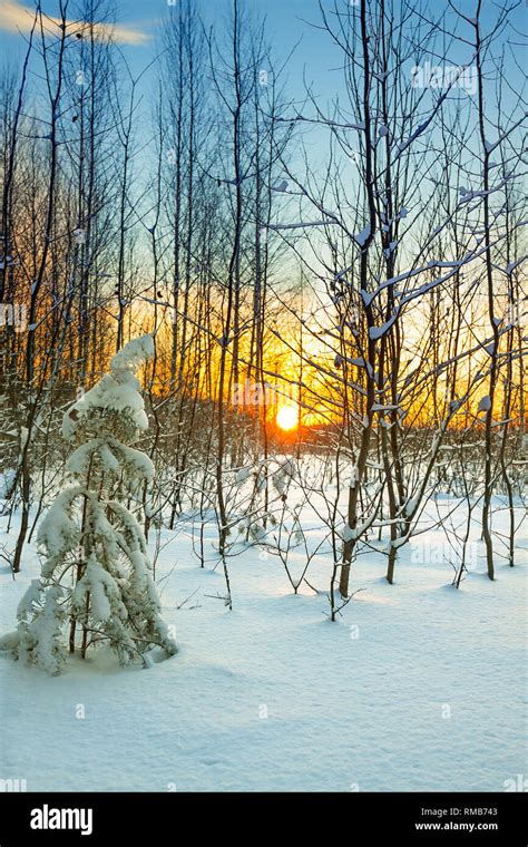 Beautiful Winter Landscape With Forest And Sunset Scene View With