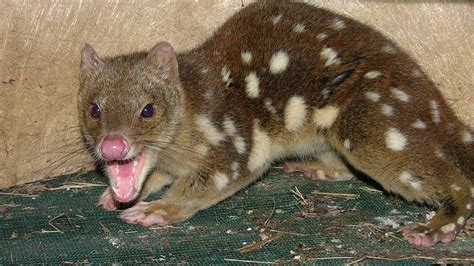 Quoll Find A Shock For Grafton Resident Daily Telegraph