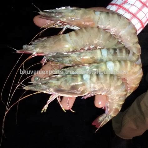 Fresh Shrimps Wild Prawns Tiger Prawns Seafood India Price Supplier