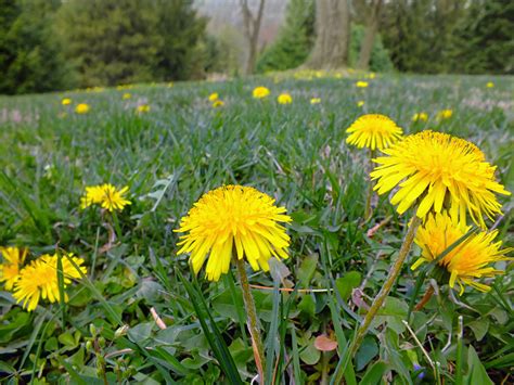 Free Images Nature Grass Hiking Field Meadow Dandelion Prairie