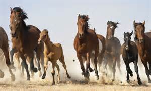wild horses face slaughter  breeding  fast mustangs roaming plains  america endanger