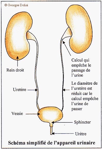 Anatomie De Lappareil Urinaire Et Infections Dossier