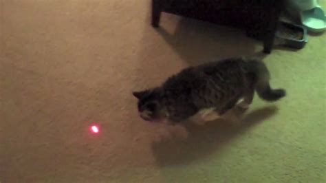 Guinness The Cat Discovers A Laser Pointer Funny Cat