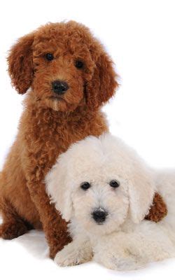 Bark busters breed of the month goldendoodle. I'm definitely getting a miniature goldendoodle when I'm ...