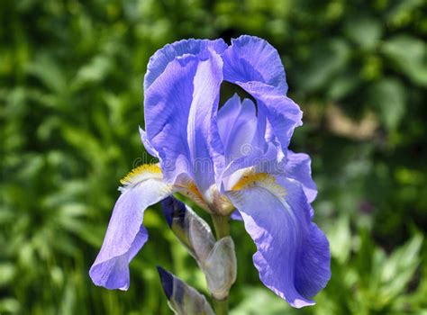 Closeup Picture Of A Blue Iris Stock Photo Image Of Fresh Petal