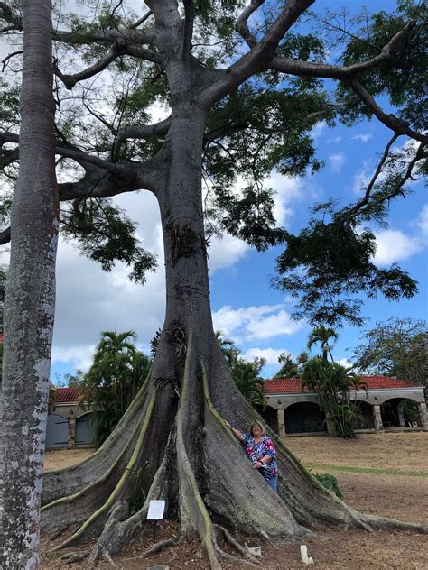 Ceiba Tree Legend