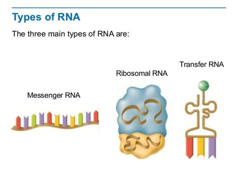 What Are The 3 Types Of Rna Involved In Protein Synthesis Slideshare