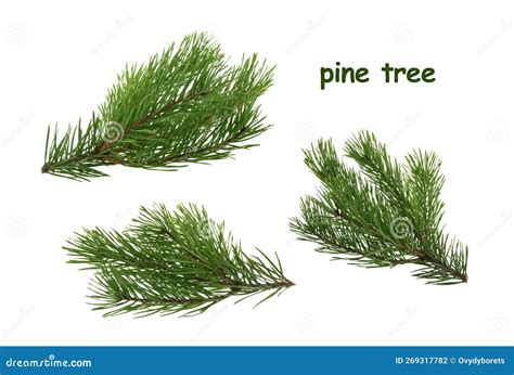 Pine Tree Branch Isolated On White Background Without Shadow Stock