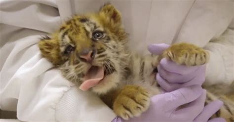 Adorable Tiger Cub Behaves Like A Kitten After Hes Examined By Vets