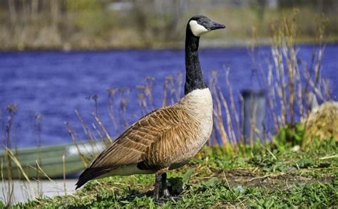 15 Interesting And Fun Canada Goose Facts Optics Mag