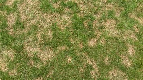 Brown Patch Lawn Disease What Is It And How To Prevent It Creekside