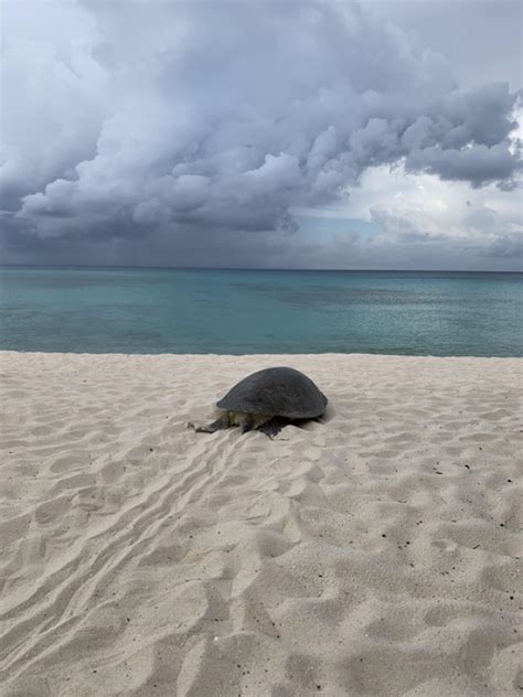 Environmental News Network Project Aims To Shield Cayman Islands Turtles From Climate Change