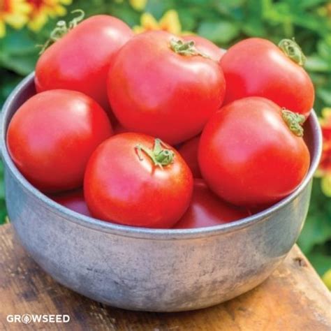 Crimson Crush F1 Tomato Seeds Blight Resistant