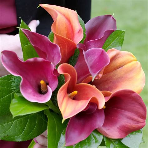 Calla Lily Tropical Sunset Collection Easy To Grow Bulbs
