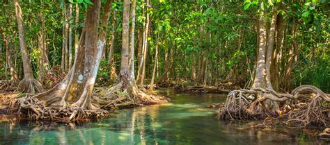 Could Mangroves Help Save The World BBC Earth