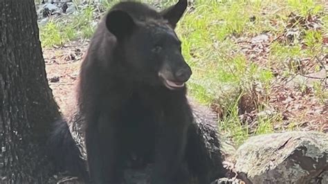Hot Springs Village residents report black bear sightings, forester