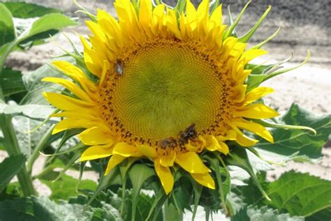 Sunflowers Washington Oilseed Cropping Systems Washington State