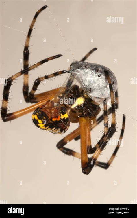 Spider Wrapping Its Prey With Silk Stock Photo Alamy