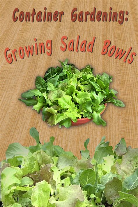 Check spelling or type a new query. Container Gardening: Growing Salad Bowls (video)