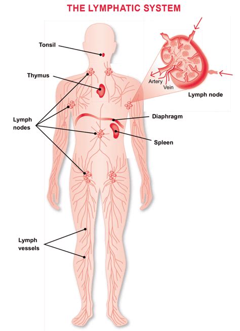 The Lymphatic System Lymphoma Research Foundation