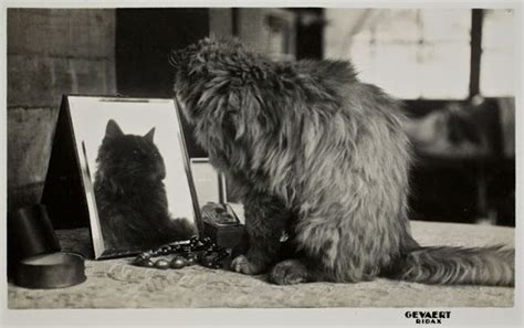 20 Lovely Vintage Photos Of Cats From The 1920s Cat