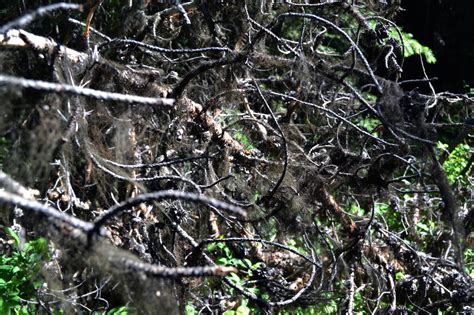 Stock Creepy Dead Branches 2 By Jocarra On Deviantart
